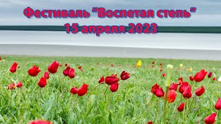 Воспетая степь 2023. В поисках цветущих полевых тюльпанов.