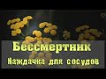 Бессмертник полезные свойства и противопоказания Применение в косметологии Лечение Трава бессмертник