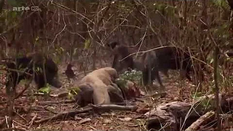 Wild Of Indonesia : Komodo dragon VS Wild Boar