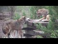 Red wolf demonstrates how not to behave on a dinner date