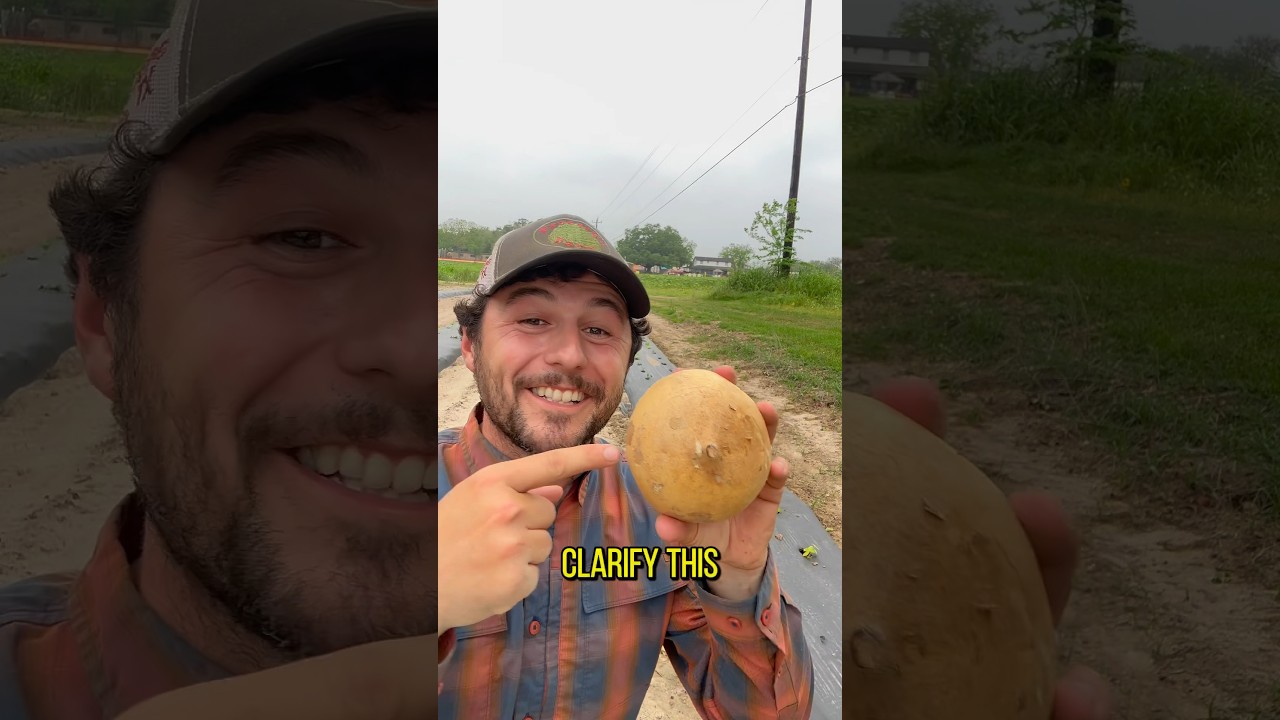 Что такое Джикама?!? 