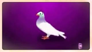 Pio, pio pollito