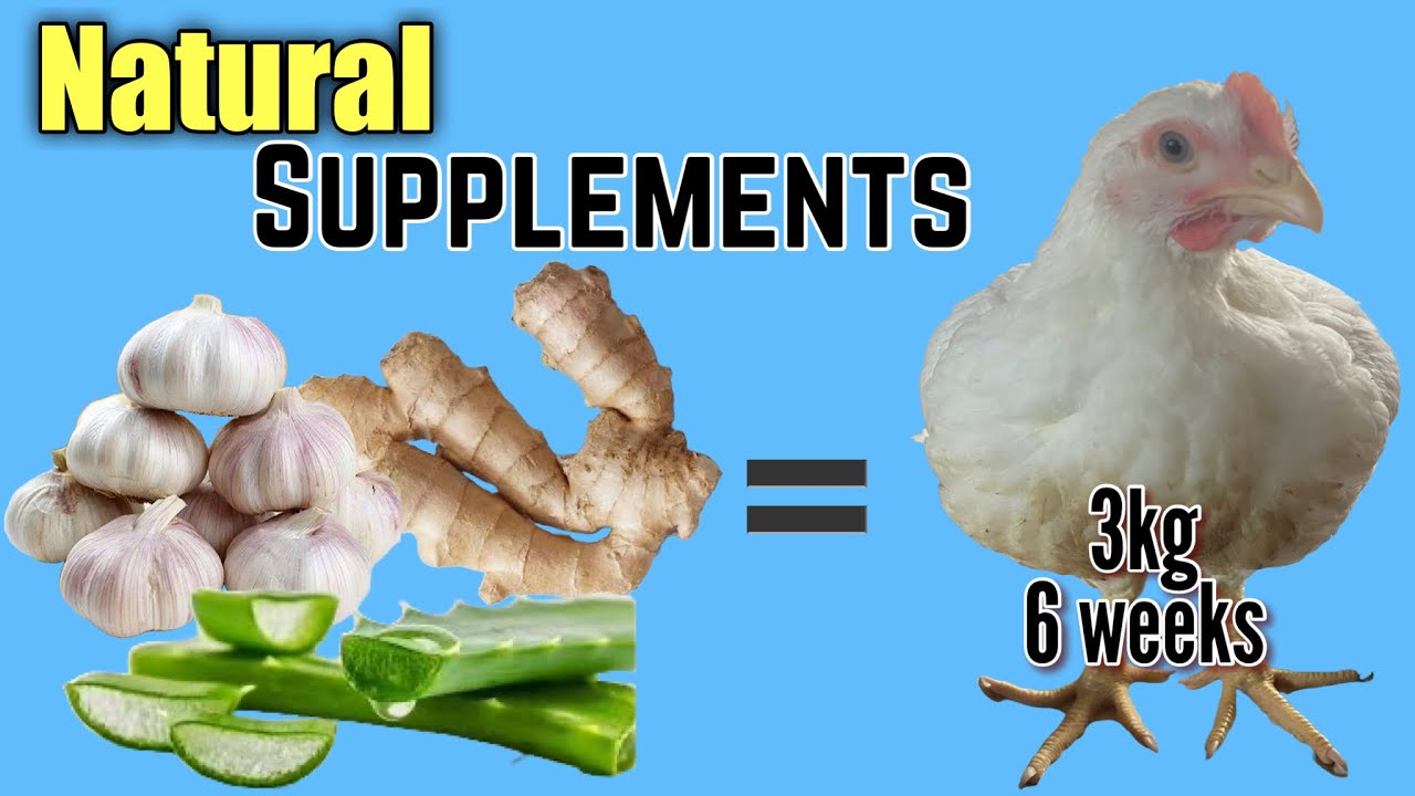 Best Natural Supplements To Add To Broiler Feed  To Get 3kg in 6 Week