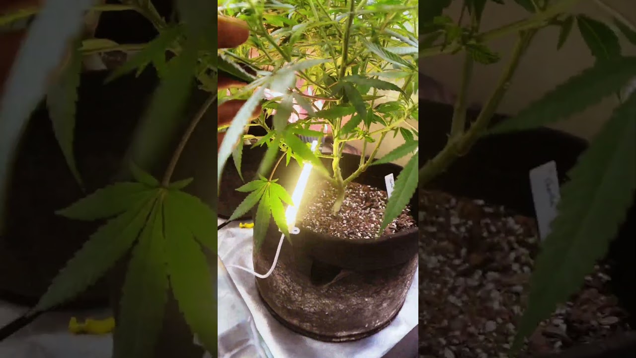 These ladies are in flower black cat kush, blue dream auto, cheese