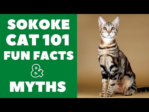 Video: Sokoke Forest Cat Cat Breed Hypoallergenic, Health And Life Span
