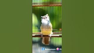 Cucak Jenggot Beset Greja Gacor