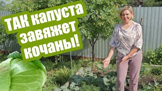 видео: Что делать, если КАПУСТА НЕ ЗАВЯЗЫВАЕТСЯ? Разбираем 5 главных причин! картинка: Что делать, если КАПУСТА НЕ ЗАВЯЗЫВАЕТСЯ? Разбираем 5 главных причин!