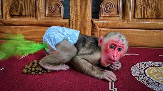 The baby monkey has smelly droppings and needs its dad's help