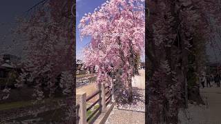 Peak Bloom in Japan | Cherry Blossom 🌸 #japantravel #traveldiaries