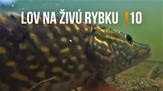 Lov Zubáča Candáta 🤗 Šťuky Štiky na Živú Rybku 10 🐬 Sezóna 2022 | Rybárske Videá s Demexom