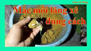 Câu Đài Miền Bắc | Hai Cách Mắc Mồi Lăng Xê Đơn Giản Hiệu Qủa Cao Rất Nhiều người Áp Dụng