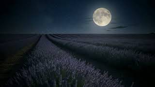 Deep Blue Moonlight Over Lavender Fields • Night Nature Sounds for Relaxation