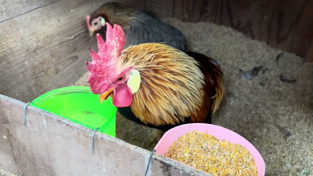 鶏の事 | NANCYの特別天然記念物『土佐のオナガドリ』飼育挑戦奮闘記 鶏の事 | NANCYの特別天然記念物『土佐のオナガドリ』飼育挑戦奮闘記