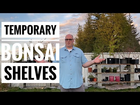 Video: Shelg I Qarë (64 Fotografi): Bonsai Dekorativ Dhe Të Tjerë. Si Shumohet? Po Rritet Shpejt? Përshkrimi Dhe Shembujt Në Vilën E Tyre Verore
