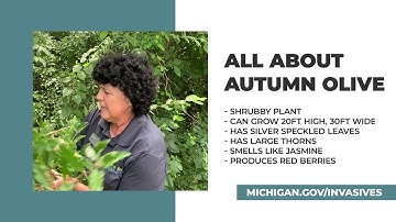 EGLE Classroom - Autumn Olive [SHORT]