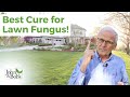 Lawn Fungus Control | Best Cure for Lawn Fungal Disease