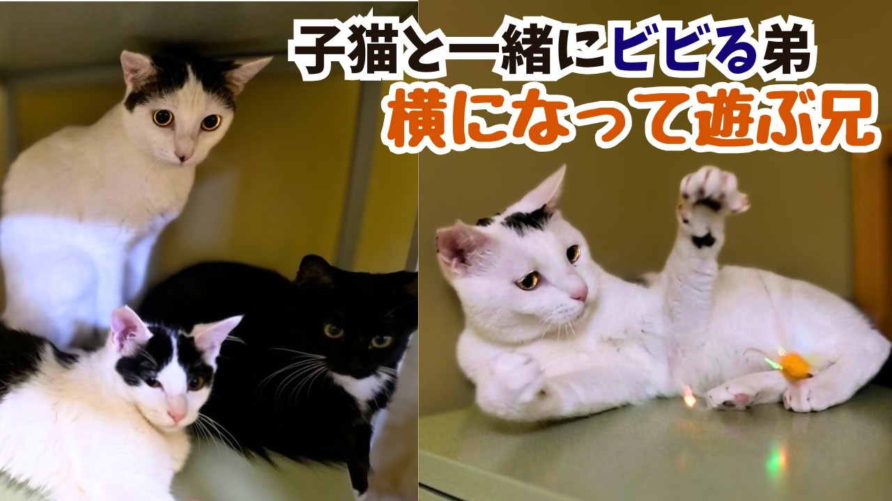 Shy former stray tuxedo cat brothers are clumsy and throw cat