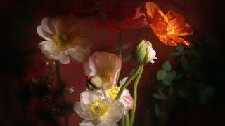 Flower Film (without music) screenshot 2