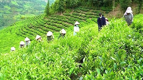 Xóa đói giảm nghèo, tạo sinh kế bền vững cho đồng bào dân tộc từ cây Chè