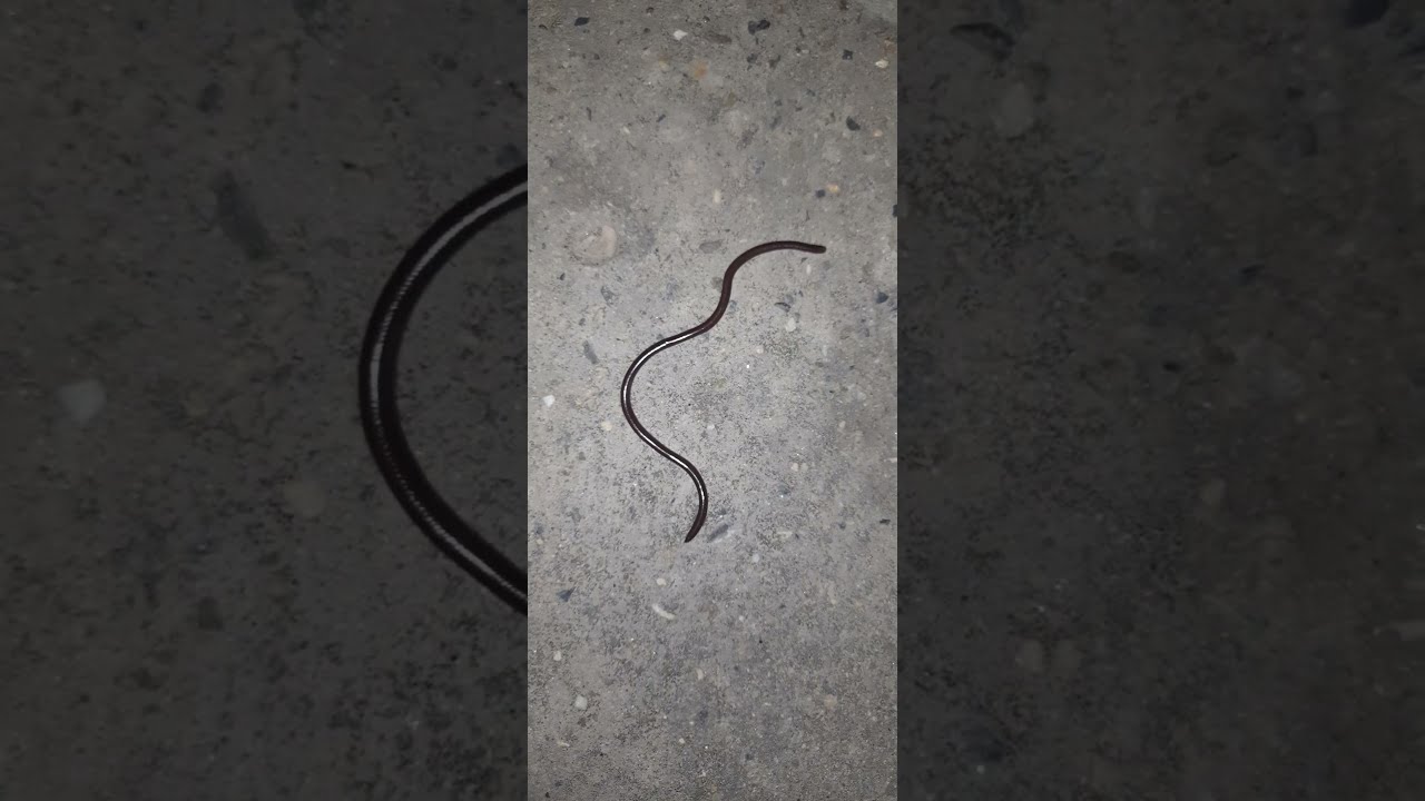 Snake baby's 🔥 Black Small Snake videos🔥 Snake Short