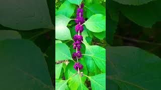 Some Kind Of Wild Flower I Guess viral  youtubeshorts youtube travel viral fun