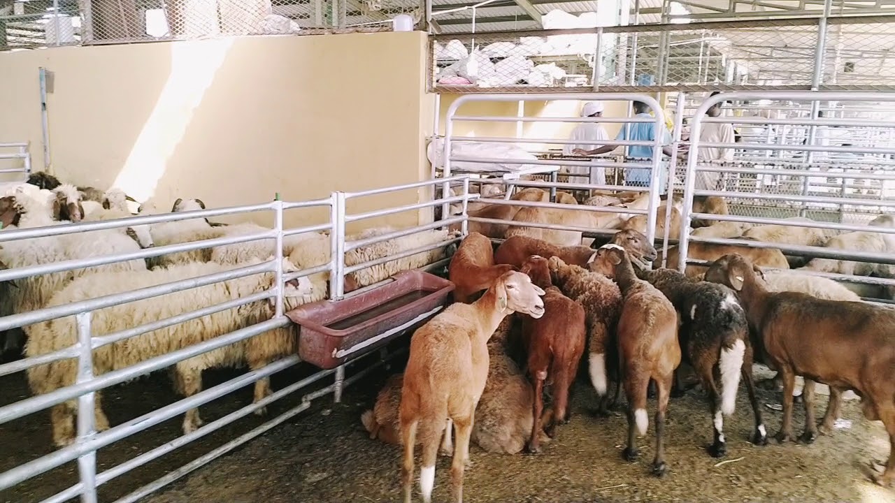 Dubai Cattle Market Youtube