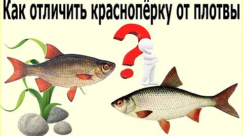 Самый простой способ как отличить краснопёрку от плотвы, густеру от плотвы и подлещика.