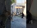 猫の喧嘩、ボス猫の登場する姿が衝撃だった!