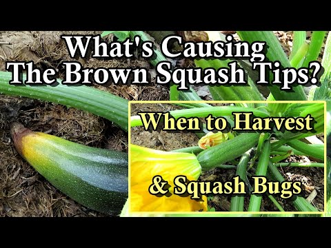 Vídeo: O que é Crookneck Squash – Cultivando Crookneck Squash no jardim