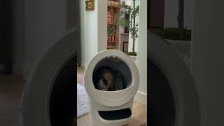 Litter-Robot Home Setup
