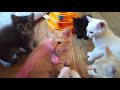 元気いっぱいな子猫😻