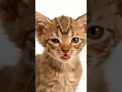 #라팜, #LaPerm, #拉帕姆猫, #ラパーム,