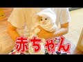 猫用のバスローブでうちの猫もダンディに…?