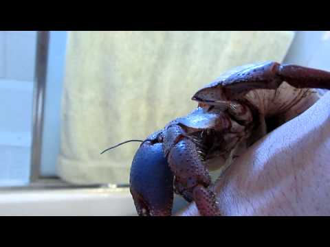 caribbean-hermit-crab-(-coenobita-clypeatus-)