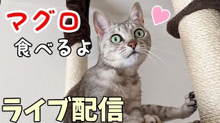 久々にマグロの刺身あげる配信&お知らせ