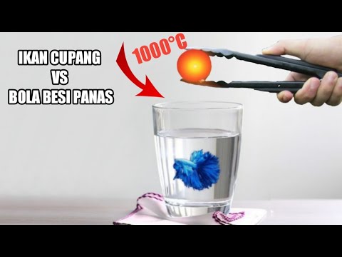 Eksperiment Ikan  Cupang  VS Bola Besi  Panas YouTube