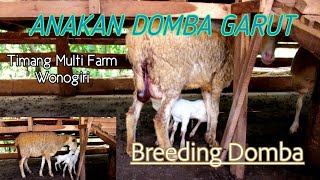 DOMBA GARUT BERANAK di Kandang Breeding Domba Semi Modern - Timang Multi Farm Wonogiri