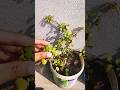 Decorative plants ☘️/Good for home 😁🏡 #learning