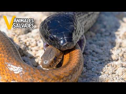 30 Ruthless Moments of Snakes Attacking and Devouring Each Other | Wild Animals