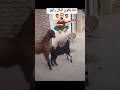 لما يكون المزاج رايق