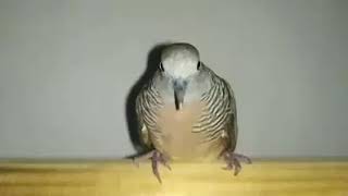 Burung perkutut joget