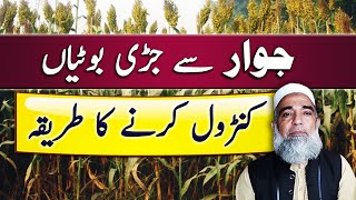 How to Control Weeds in Sorghum Hybrid and fodder Crop | Crop Reformer
