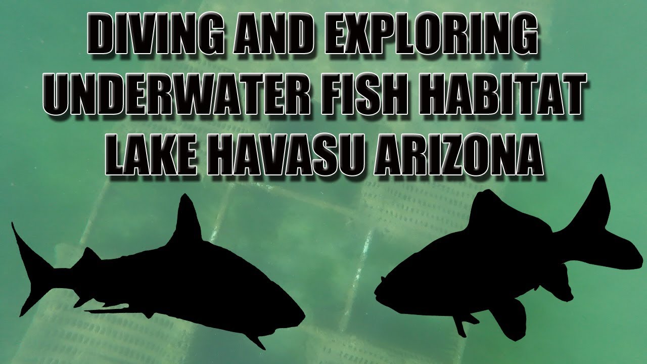 Underwater view of fish habitats Diving Lake Havasu Arizona 