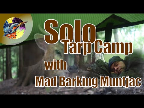 Solo Tarp Camp with a Mad Barking Muntjac | Wye Valley