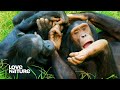 Why do chimpanzees like tickling each other  animals at play 102