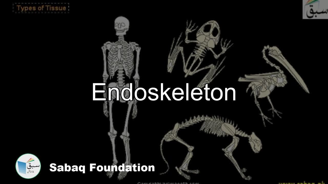  Endoskeleton  Biology Lecture Sabaq pk YouTube