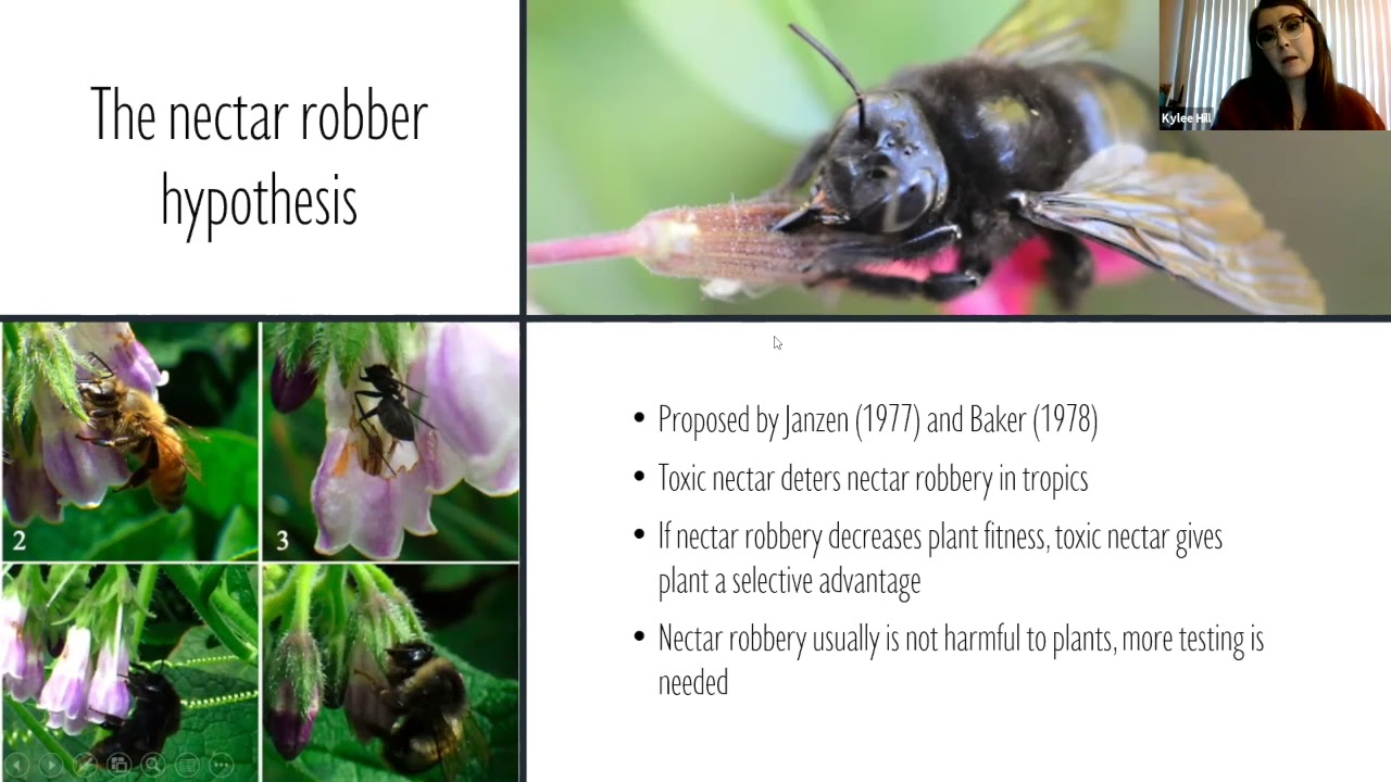 Kylee Hill - The Ecological Significance of Toxic Nectar!