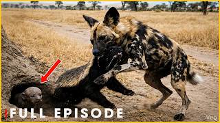 SAVANNAH PACK - Wild Dogs Execute Flawless Hunts (Full Episode) | Nature Animal Documentary