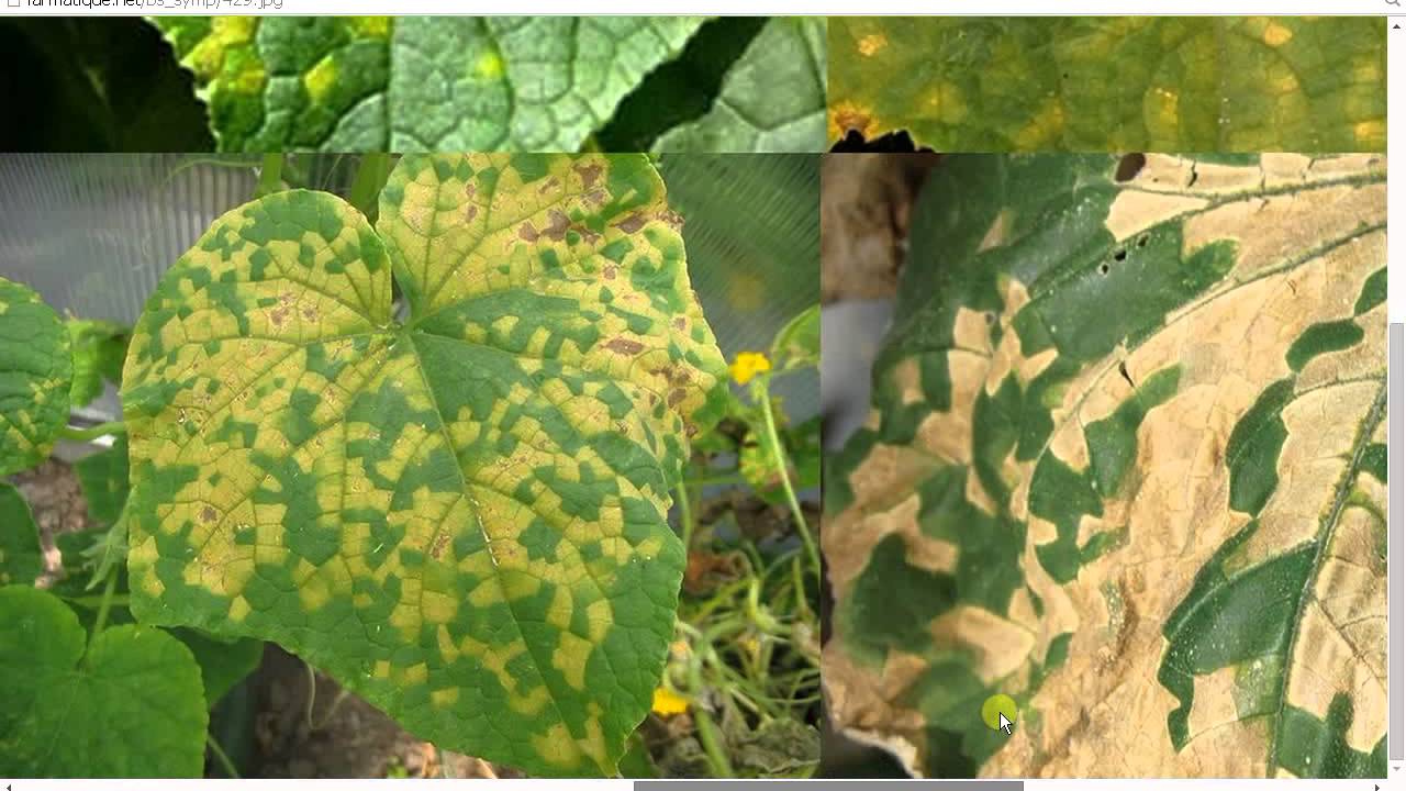 Copie de Maladies de et de cornichon YouTube