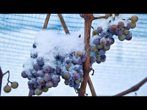 Сбор винограда для